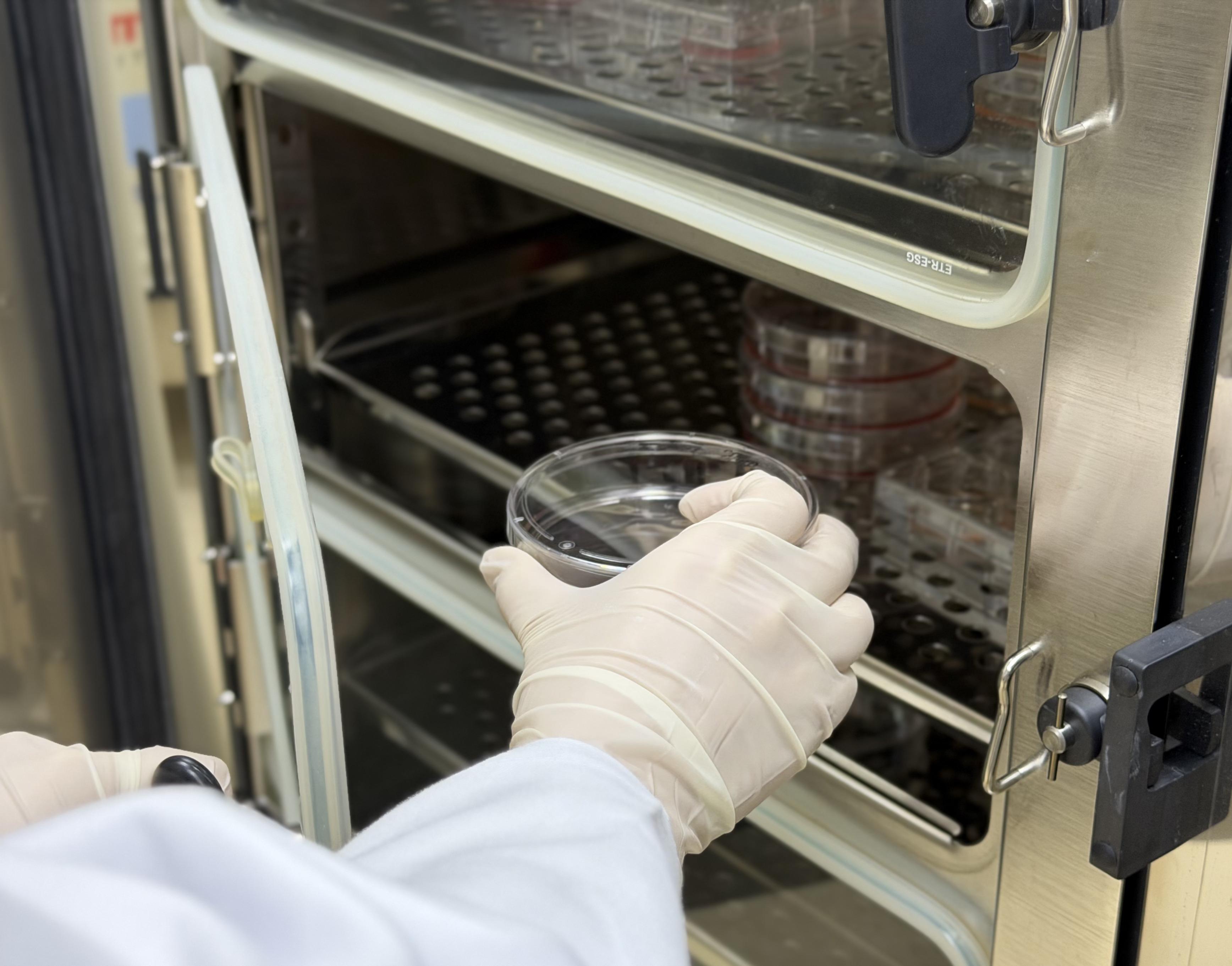 Cell imaging analysis workflow